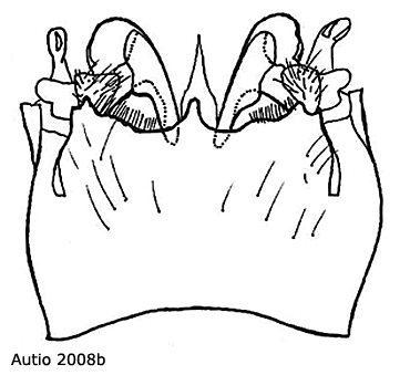 hypopygium