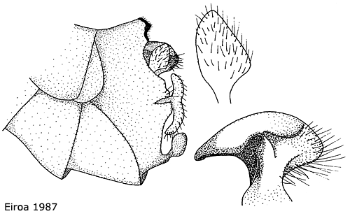 hypopygium