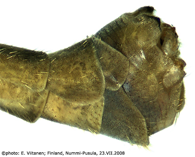 hypopygium