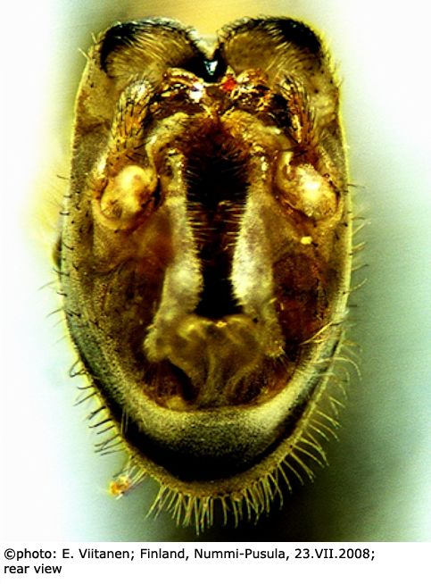 hypopygium