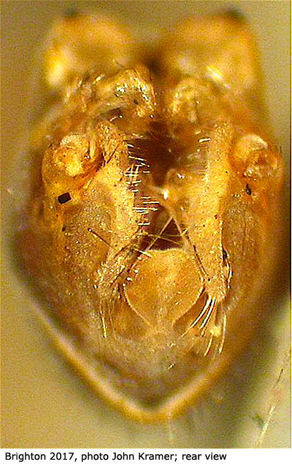 hypopygium