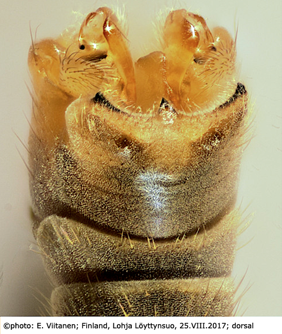 hypopygium