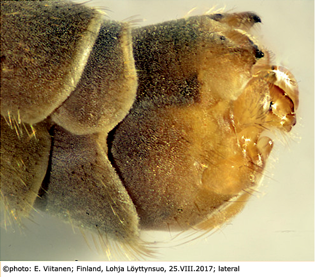 hypopygium