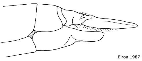 ovipositor