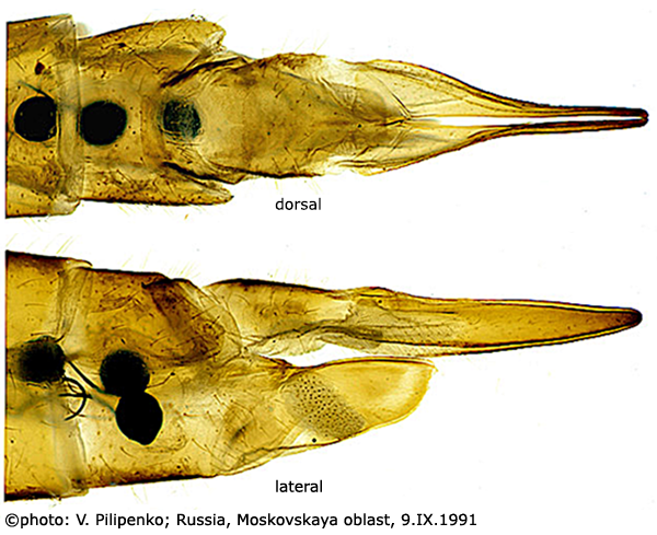 ovipositor