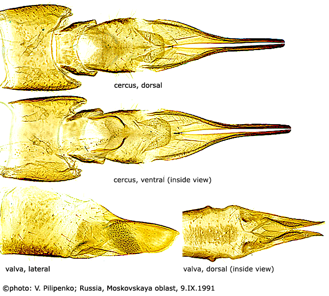 ovipositor