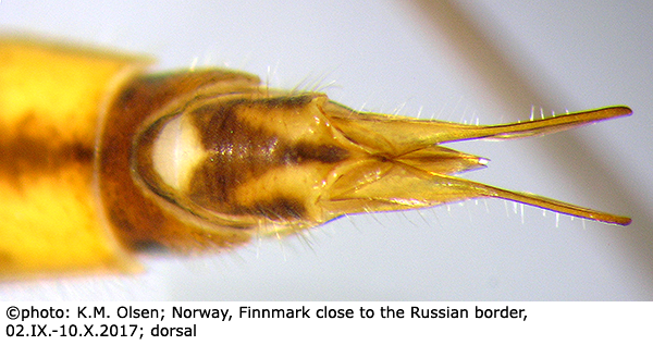 ovipositor
