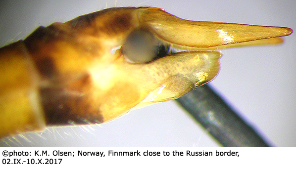 ovipositor
