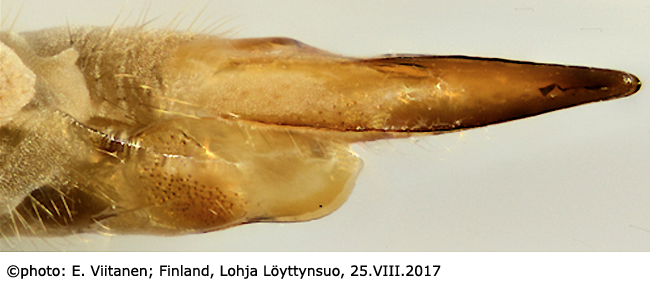 ovipositor