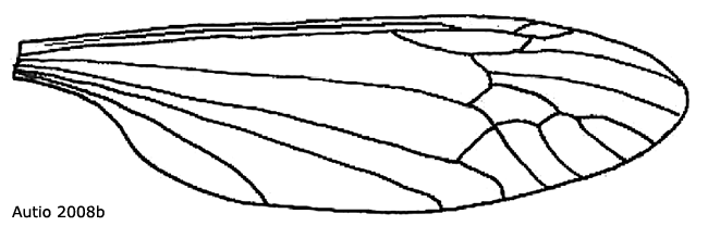 wing