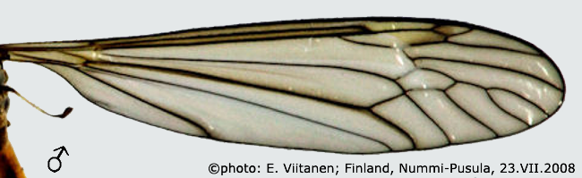 wing