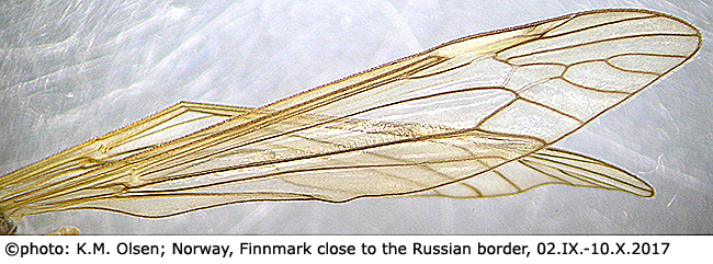 wing