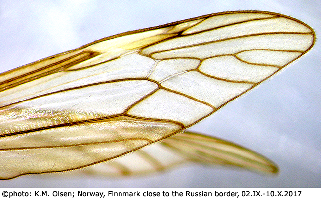 wing