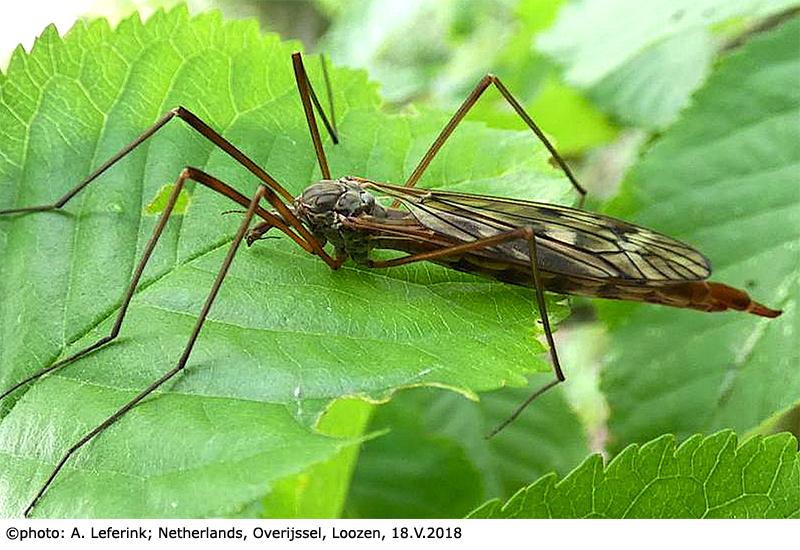 habitus - female