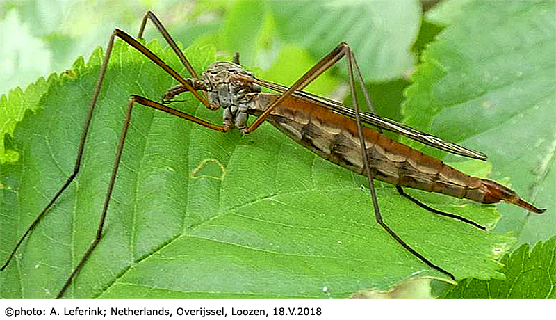 habitus - female