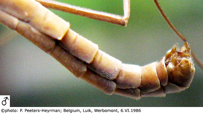 body part(s) - abdomen