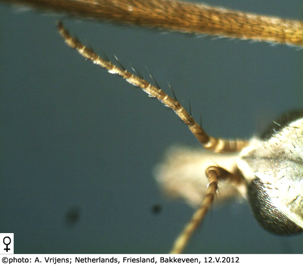body part(s) - antenna