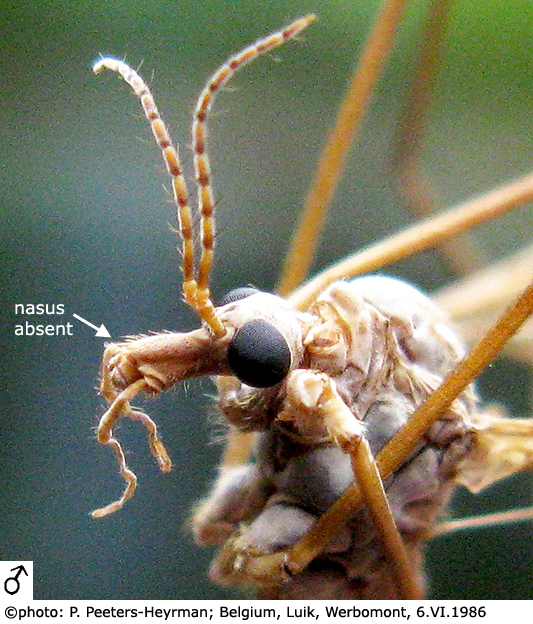 body part(s) - head and antenna