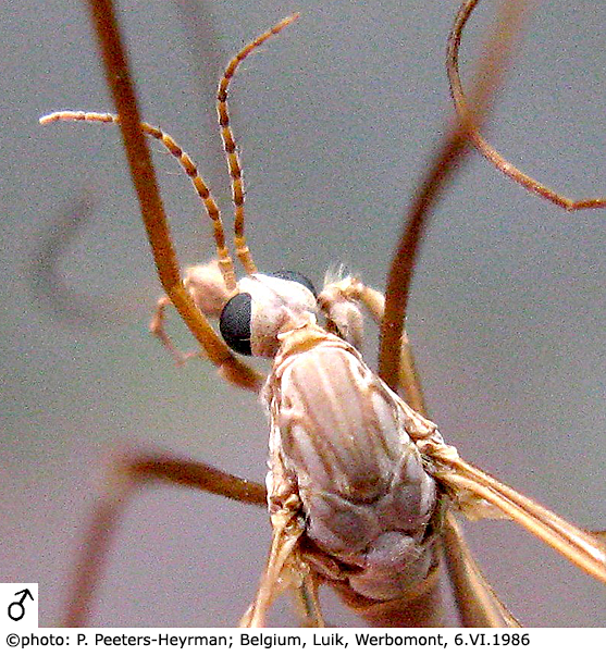body part(s) - head and thorax