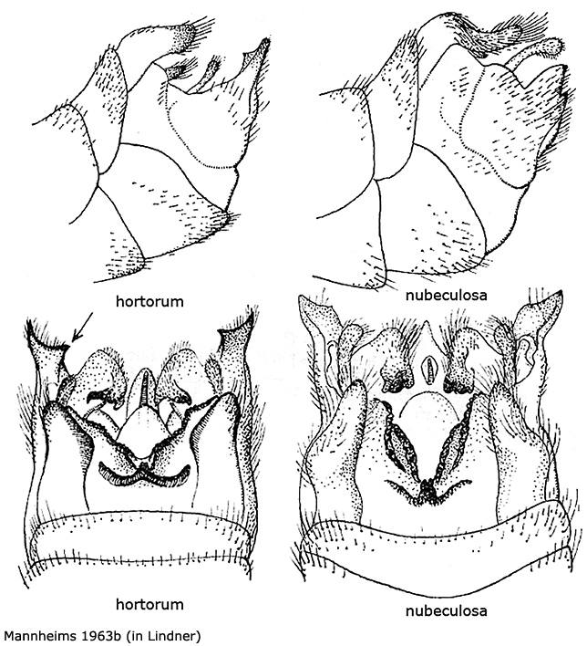 hypopygium