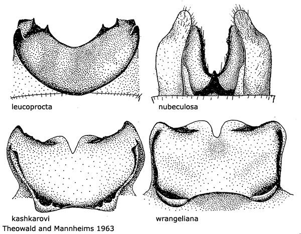 hypopygium