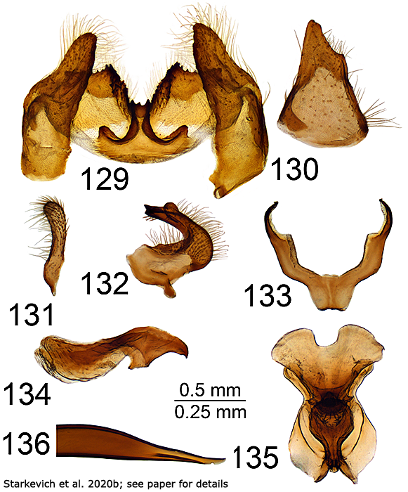 hypopygium
