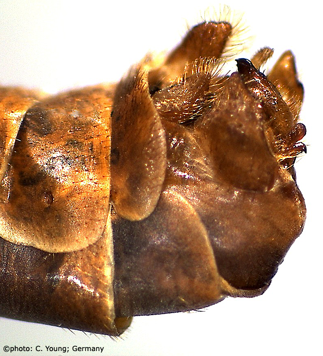 hypopygium