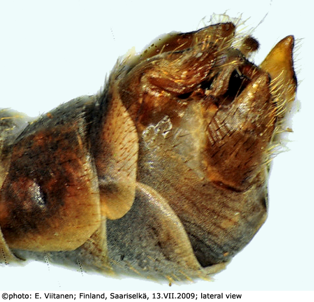 hypopygium