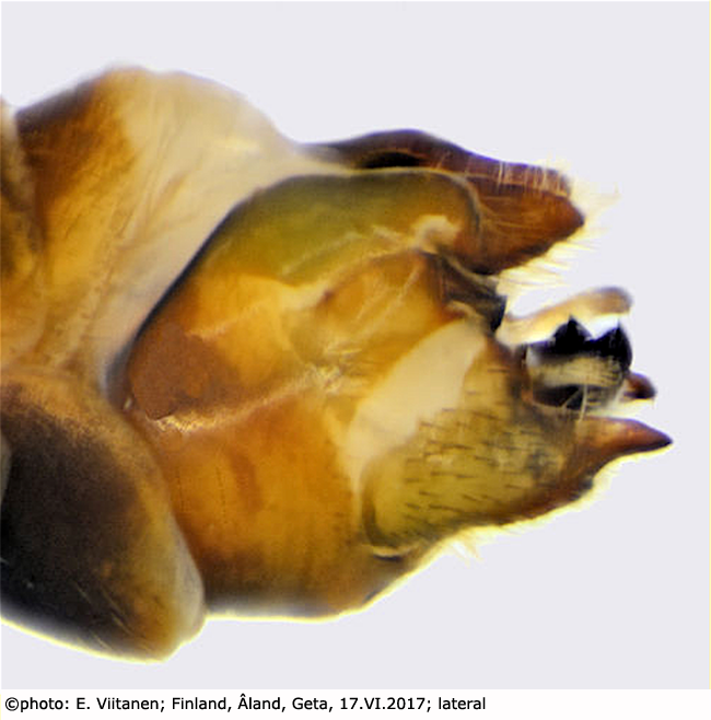 hypopygium