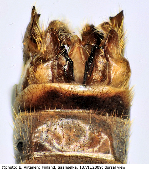 hypopygium