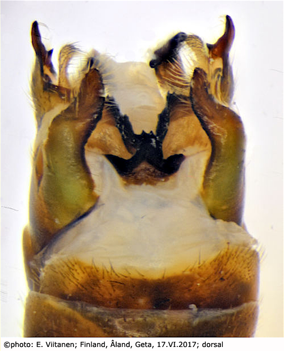 hypopygium