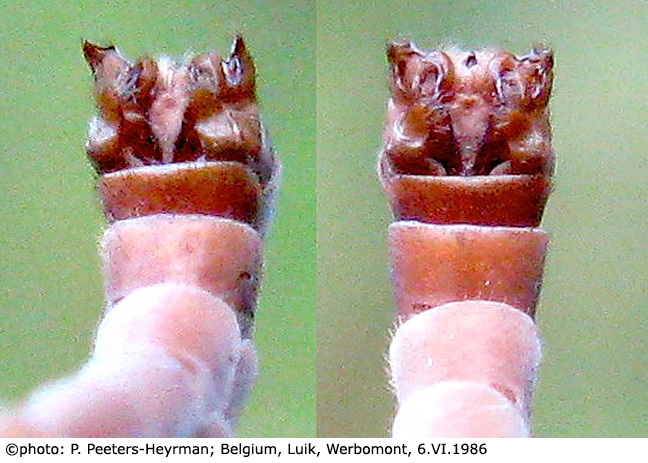 hypopygium