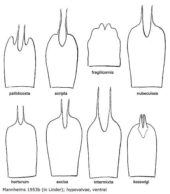 ovipositor