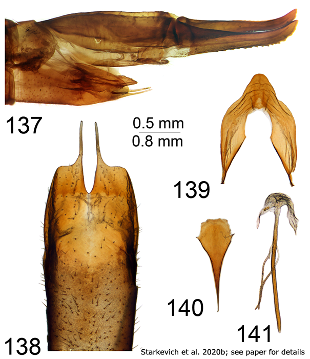 ovipositor