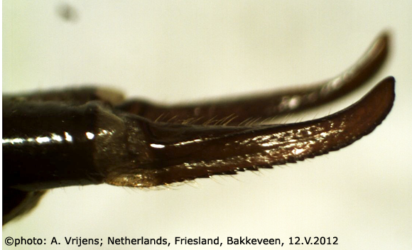 ovipositor