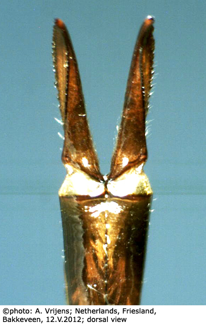 ovipositor