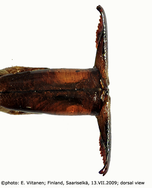 ovipositor