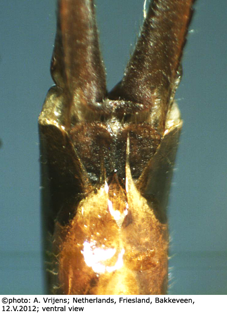 ovipositor