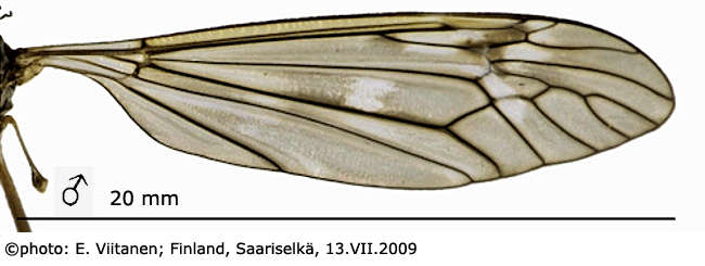 wing
