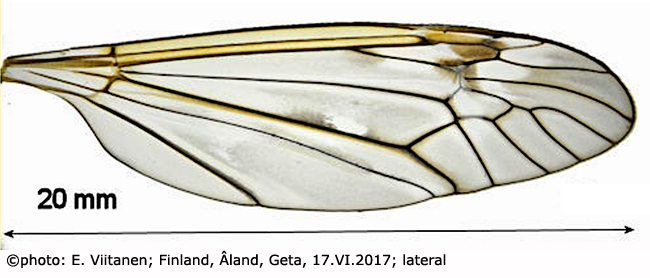 wing