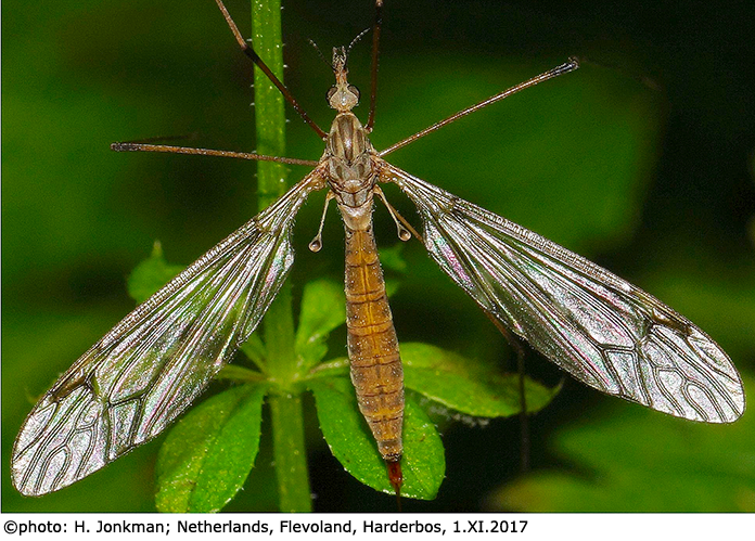 habitus - female