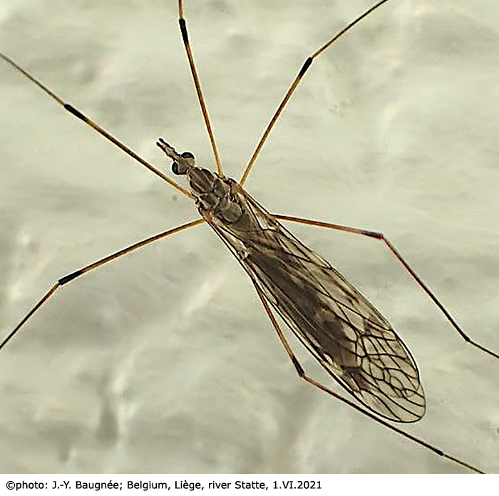 habitus - female