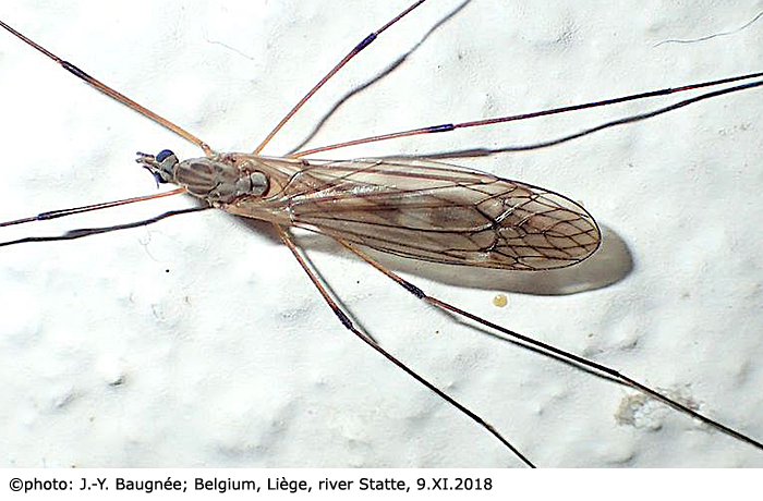 habitus - female
