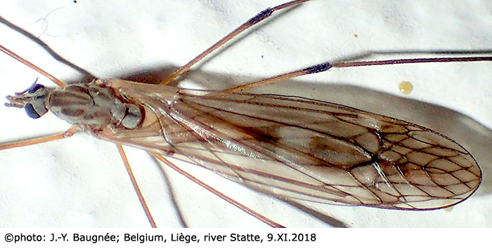 habitus - female