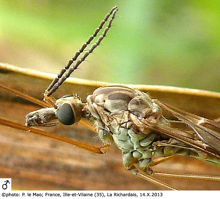 body part(s) - head and thorax