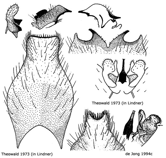 hypopygium
