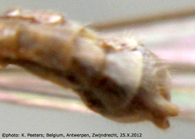 hypopygium