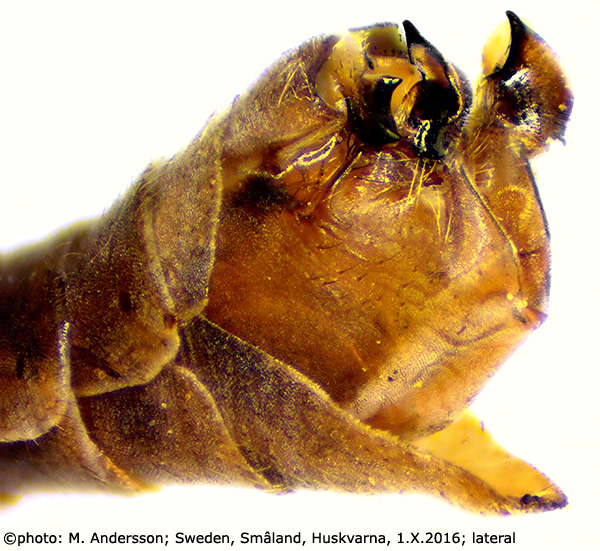 hypopygium