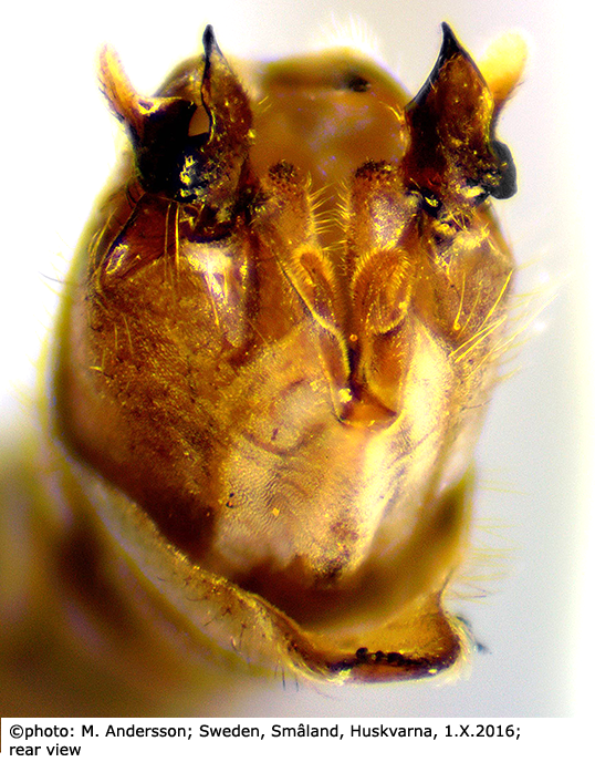 hypopygium