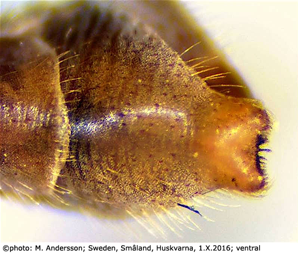 hypopygium